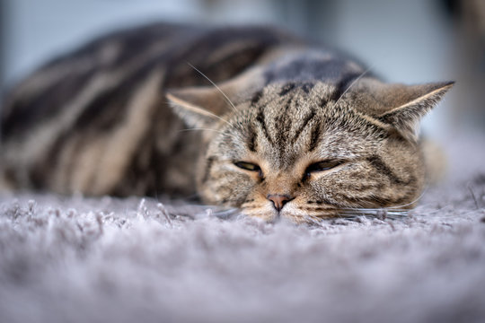 Sick  Cat Medicines For Sick Pills Spilling Out Of Bottle