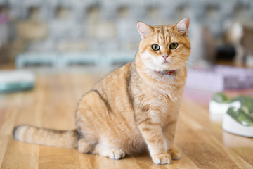 Brown cats sit happily on the floor in the room.