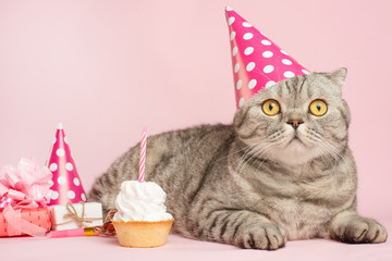 Merry kitty, birthday. Banner, anniversary or holiday