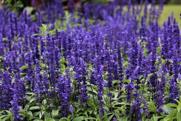 Vibrant Purple Salvia Flowers Have Psychoactive Properties
