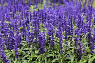 Vibrant Purple Salvia Flowers Have Psychoactive Properties - obrazy, fototapety, plakaty