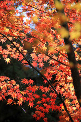 紅葉