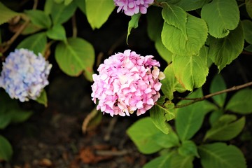 Irish Rainbow Hydrangeas In A Garden
