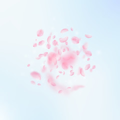 Sakura petals falling down. Romantic pink flowers 