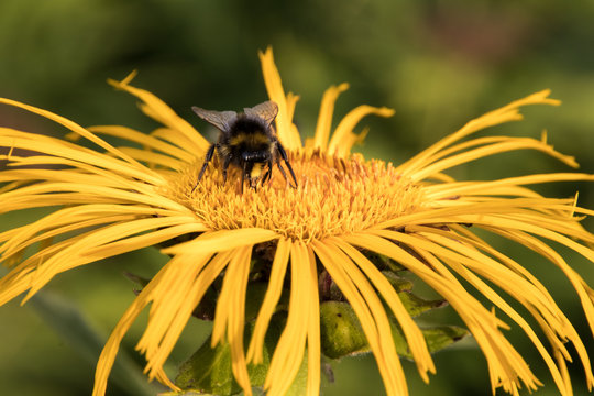 Bumblebee feeding on the nectar of a Caucasian Inula in the experimental botanical garden in Goettingen, Germany.