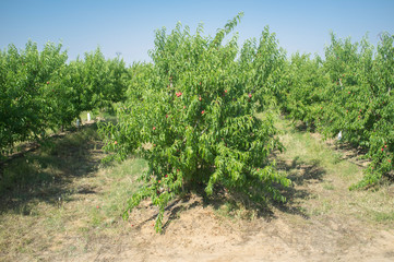Fototapeta na wymiar Nectarine plantation trees with fruit ripening in midsummer