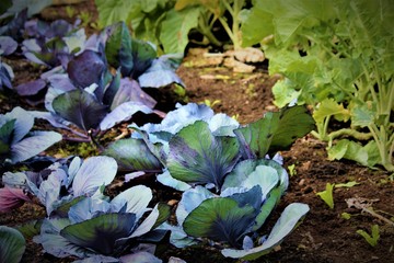 Assorted Lettuces In A Scottish Vegetable Garden