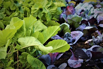 Assorted Lettuces In A Scottish Vegetable Garden