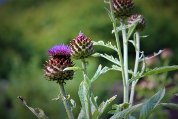 Cardoon is an edible thistle found in Scotland and is also called the globe artichoke