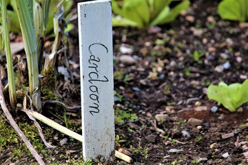 Cardoon Vegetable Garden Label
