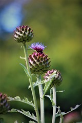 Cardoon is an edible thistle found in Scotland and is also called the globe artichoke