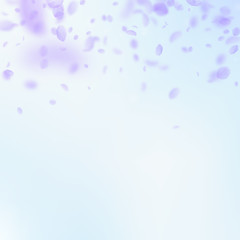 Violet flower petals falling down. Exotic romantic