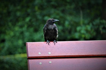 Ravens are part of Norse mythology as Odins messengers
