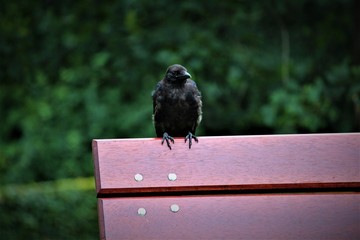 Ravens are part of Norse mythology as Odins messengers