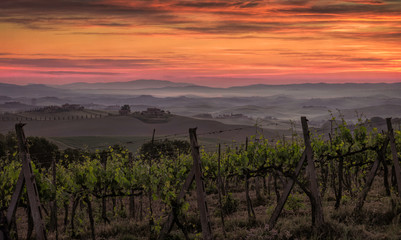 Naklejka premium Sunrise over a vineyard in Tuscany, Italy with fog settling in the low lying areas