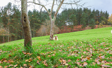 Obraz premium Ovejas en paisajes típicos vascos