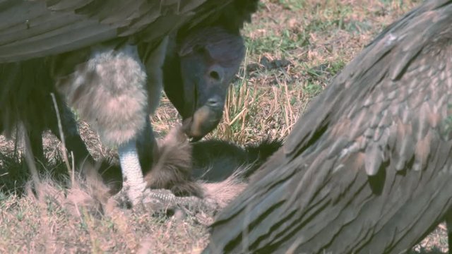 White backed vulture and lappet faced vultures eating dead prey