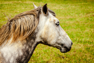 Luso horse