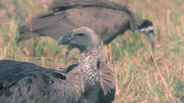 White backed vulture and lappet faced vultures eating dead prey