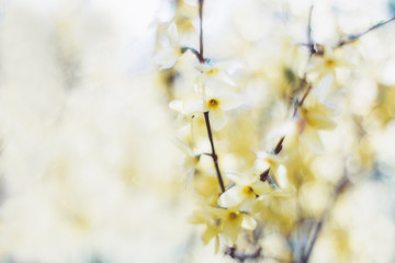 Fototapeta premium Springtime blossoms