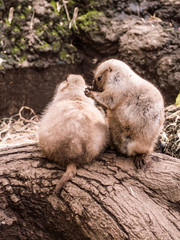 Two black-tailed prairie dogs are showing love to each other