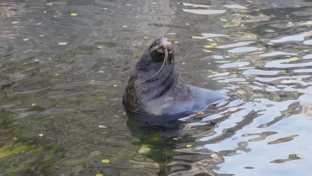 Critically endangered Mediterranean monk seal.