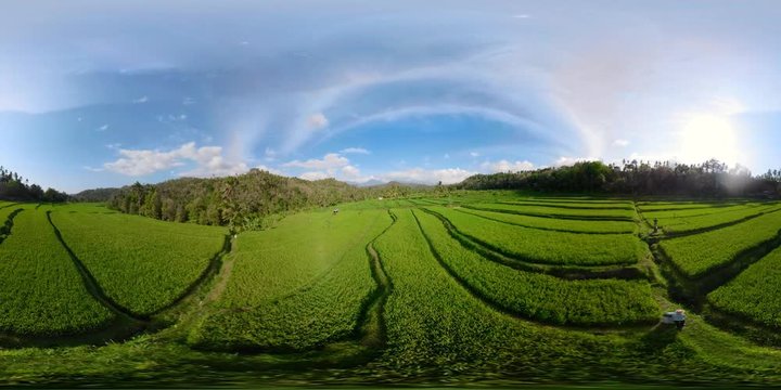 vr360 rice fields in the countryside. aerial view rice terrace, agricultural land Aerial footage.