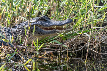 Alligator in the weeds