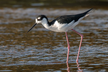 Black Neced  Stilt
