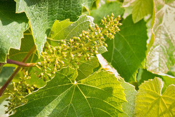 closeup of grapevine flowers and leaves with copy space