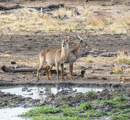 Waterbuck Antelope