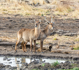 Waterbuck Antelope