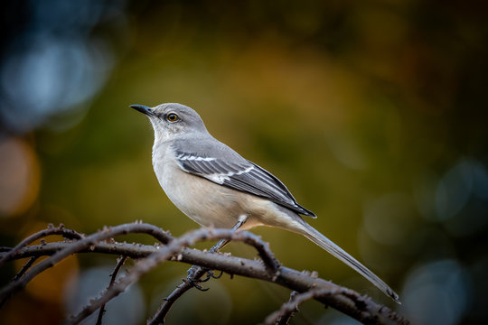 Mockingbird on a branch