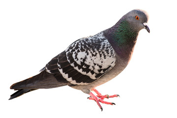 Pigeon isolated