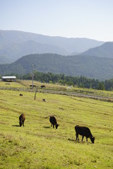 みつえ高原牧場と放牧牛