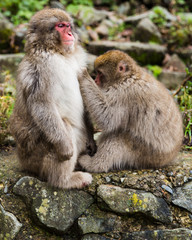 Monkey grooming mate