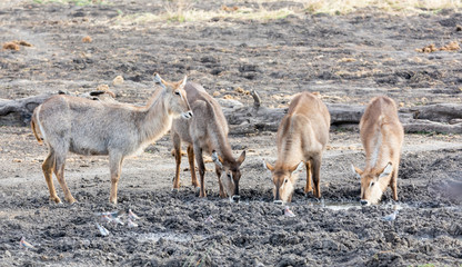 Fototapeta na wymiar Waterbuck Antelope