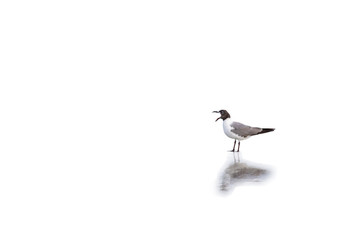 Squacking seagull with shadow on white background