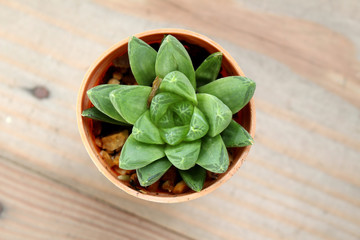 haworthia succulent in pot on wooden background