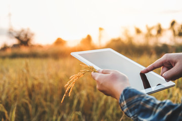 Smart farming Agricultural technology and organic agriculture Woman using the research tablet and studying the development of rice varieties in rice field