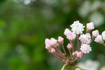 Pink and White Mountain Laurel Buds