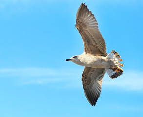 Photo background macro white gull flying