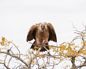 White-backed Vulture