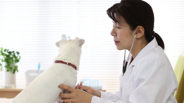 ペットと女性獣医