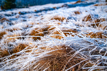 Frost on the grass