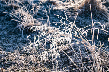 Frost on the grass