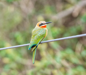 Obraz premium White-fronted Bee-eater