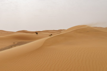 Fototapeta na wymiar Landscape of sand dunes in the moroccan desert