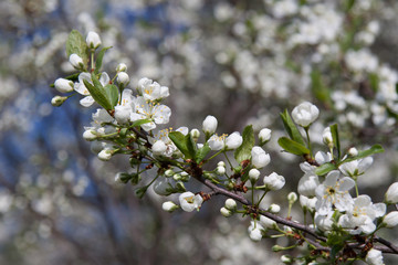 flowering branch of apple tree in spring, close-up.