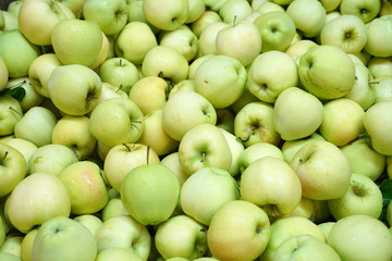 Fresh picked green apples background in the harvest season